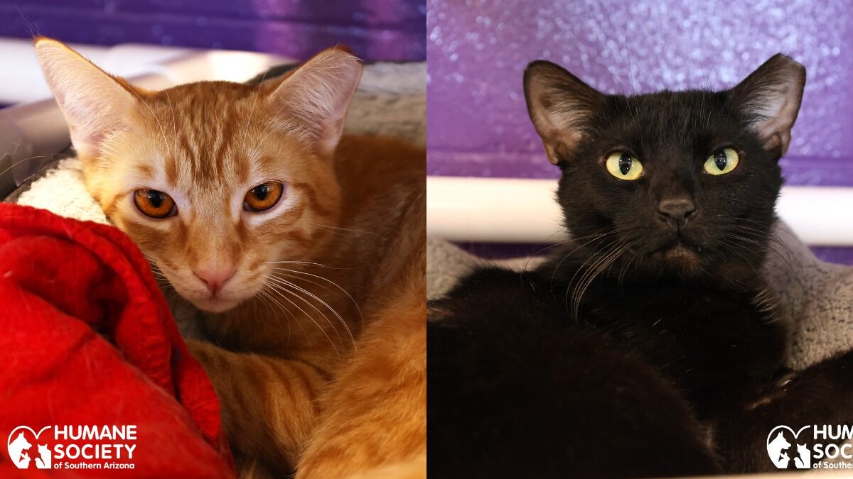 Garfield and Odysseus